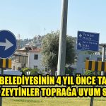 Milas Belediyesinin 4 yıl Önce Taşıdığı Asırlık Zeytinler Toprağa Uyum Sağladı